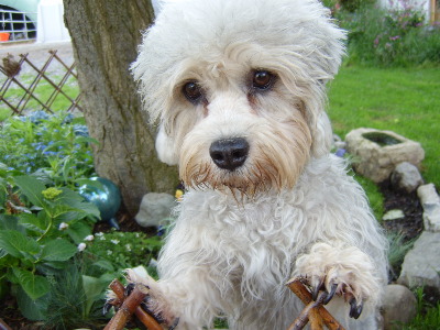 Ch Ibolya K�zi Nessy