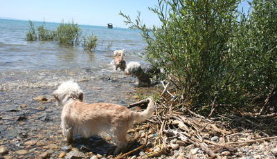 Gallery 2: At the Lake Constance