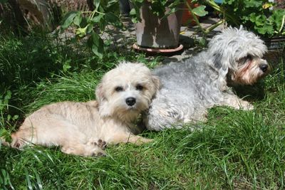 Gallery 6: Garden Site