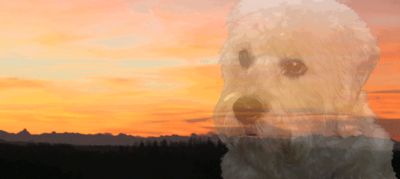 Gallery 7: In Memory Oberon vom Parkwald