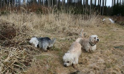 Gallery 8: A Walk with the Dogs, March 2009 - Part 1