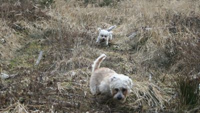 Gallery 9: A Walk with the Dogs, March 2009 - Part 2